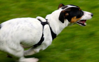 image for Zoomies, FRAPs, Puppy Freak Outs!